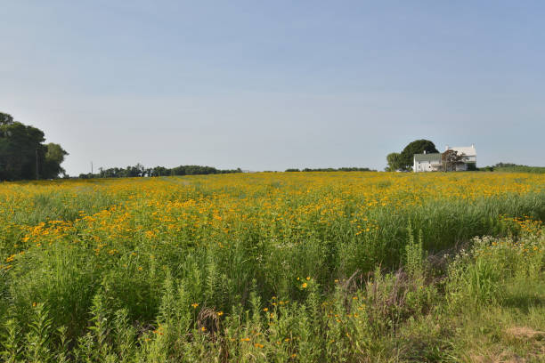 검은 수잔의 경작 분야 - wildflower field house black eyed susan 뉴스 사진 이미지