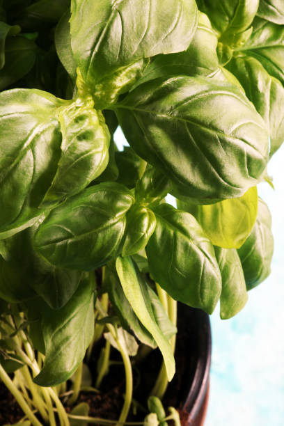 istock fresh green basil plant. healthy italian herb 990462872