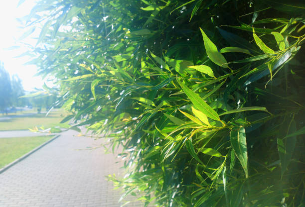istock Park leaves upclose bokeh background 990465668