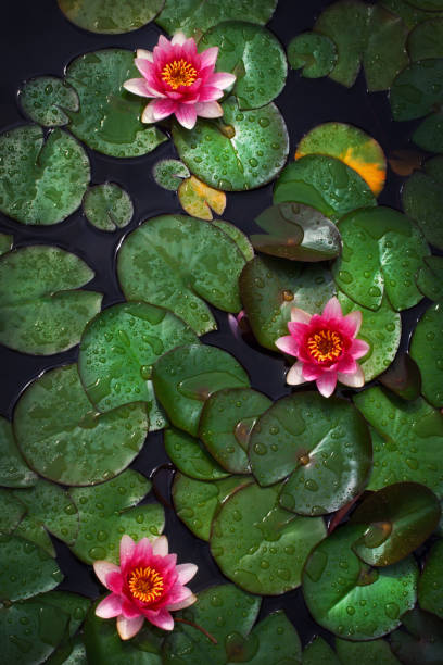 istock Pink Water lily garden 990465840