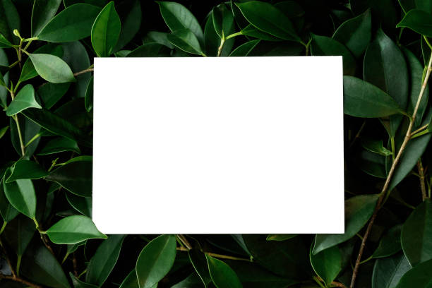 istock Blank white postcard placed on top of bush (with Clipping Path) 990466326