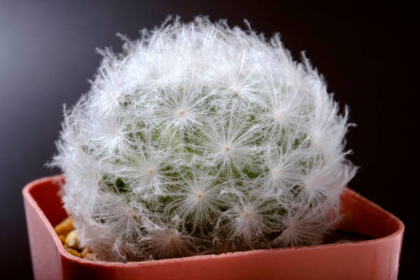 istock Closeup shot of soft light feather cactus 990466360