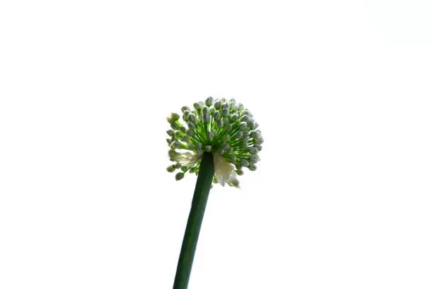 White cluster flowers of Allium Cepa, the onion, on white background.