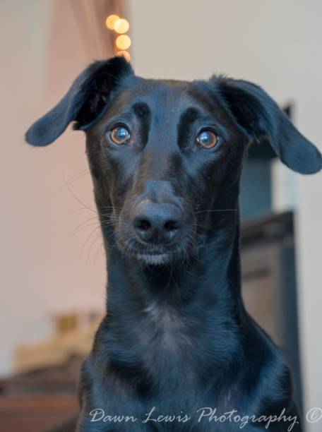 istock dog portrait 990473026