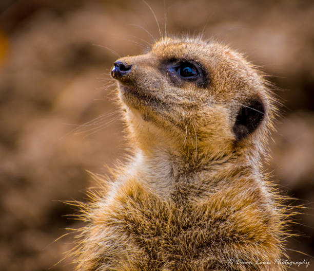 istock Meerkat on the look out 990473170