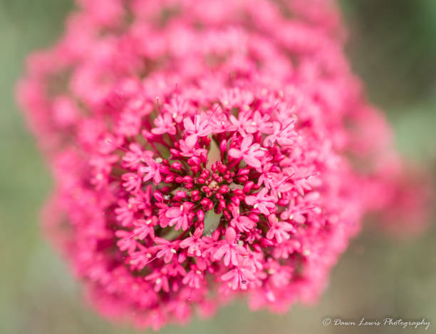 istock Flowers Close up colourful 990473224