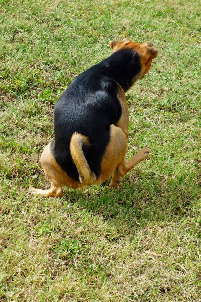 istock Back view of small dog urinating on the grass 990473620