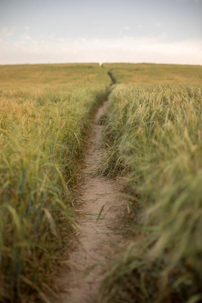 istock Sunset in the wheat field 990474324