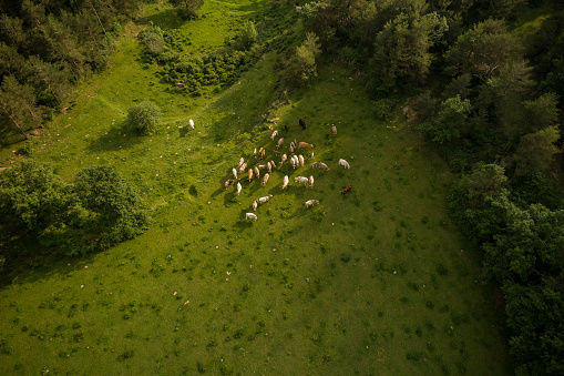 Aerial view of mountain cows