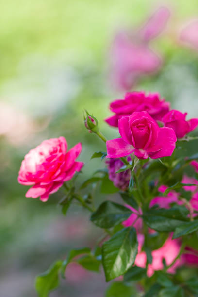 istock Blooming pink rose on blurred background, beautiful pink rose on a green background, blank for cards, holiday bouquet, spring pattern for the designer, copy space 990474904