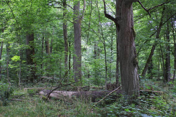 istock Natural mixed stand of Bialowieza Forest 990480452