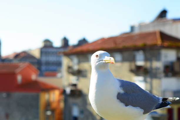 istock White seagull in Porto. 990481052