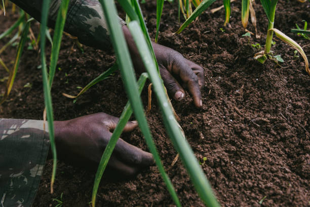 istock Farmer's hands working on the land 990488014