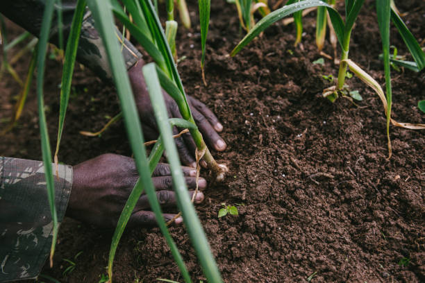 istock Farmer's hands working on the land 990488024