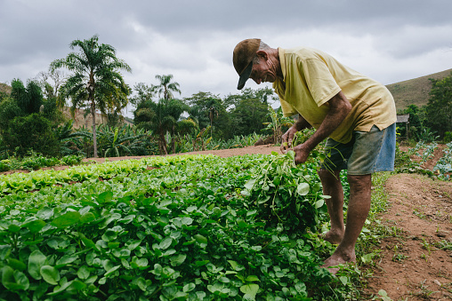 Elderly farmer working on the plantation, Brazil