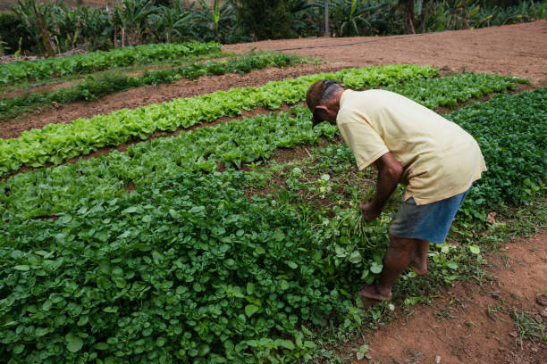istock Elderly farmer working on the plantation 990488058