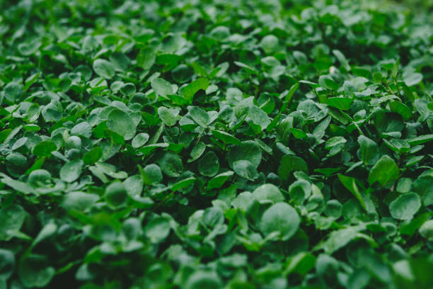 Watercress fullframe plantation