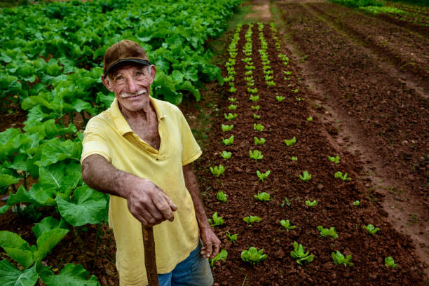 ederly granjero en plantación - farm worker fotografías e imágenes de stock