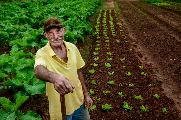 プランテーションで高齢農家 - farm worker ストックフォトと画像