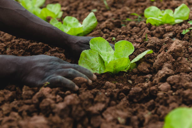 istock Farmer tending the lettuce garden 990488126