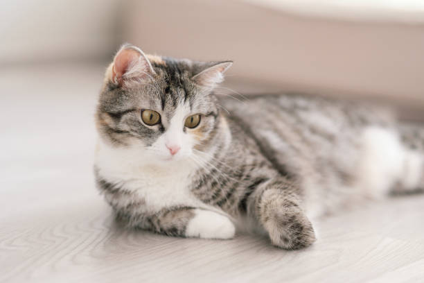 istock The gray tabby cat lies on the floor. 990491496