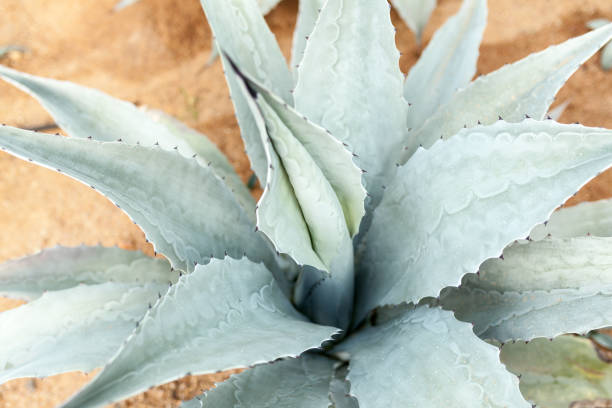 istock Blue Agave cactus background close up 990491598