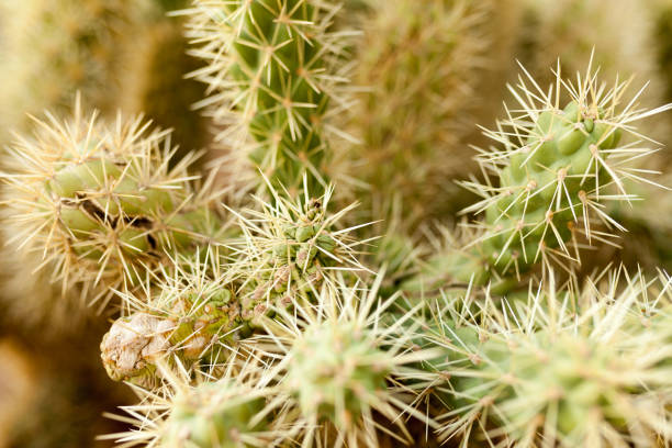 istock A large cactus with thorns in the wild spiny background 990491730