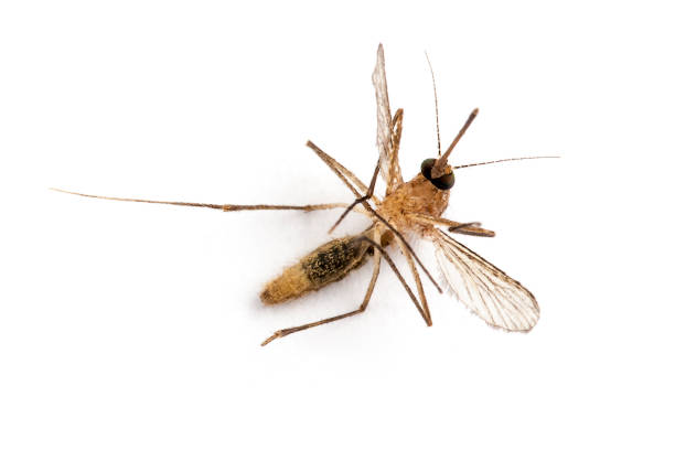 istock Close up of dead mosquito on white background 990493258