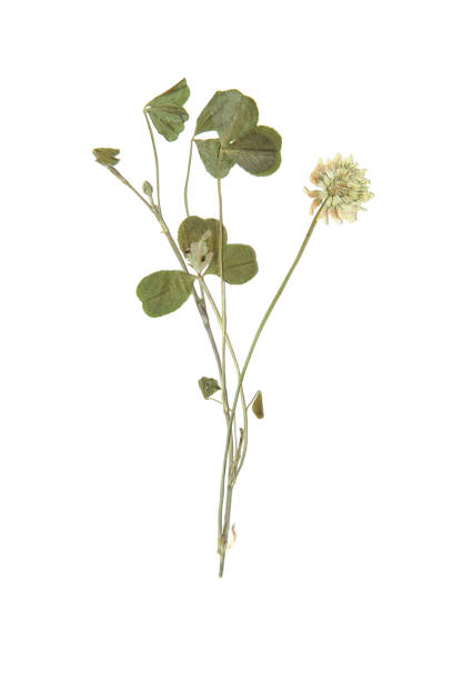 istock Herbarium with dry pressed plants on white 990505286