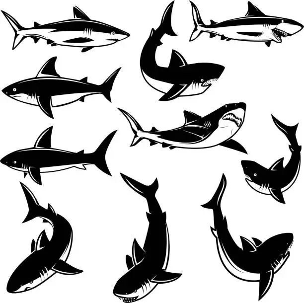 Vector illustration of Set of shark illustrations. Design element for  label, print, badge, poster.