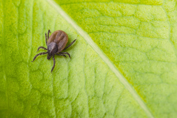 Bloated deer tick on a green leaf background. Ixodes ricinus Close-up of dangerous infectious mite on natural texture with diagonal line. Black legged castor bean tick. It carries encephalitis, Lyme borreliosis, babesiosis and ehrlichiosis deer tick arachnid photos stock pictures, royalty-free photos & images