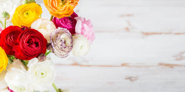 istock Ranunculus Buttercup Flowers of different colours 990538508