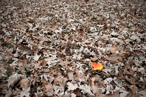 A solitary orange and yellow maple leaf lies among a field of brown oak leaves in late October in Northern Illinois.