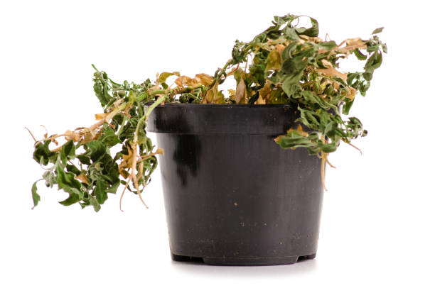 istock A dried plant in a pot 990542516