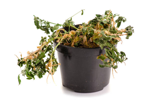 istock A dried plant in a pot 990542520