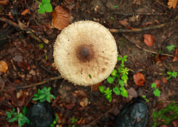 istock Fresh mushrooms growing in ground autumn forest closeup 990546612
