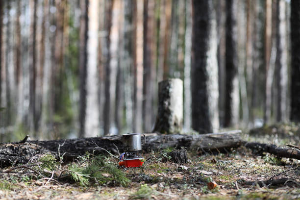 istock Pine forest in the beginning of spring under the snow. Forest un 990549586