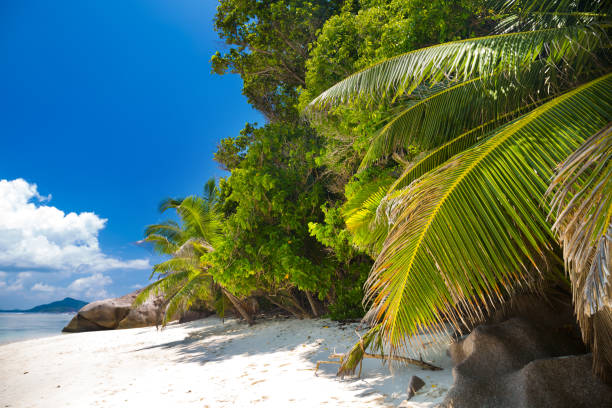 istock Granite boulders and palm trees of Seychelles 990549754