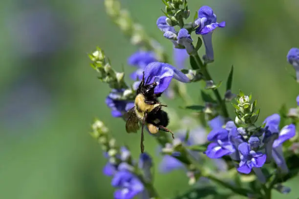 Bumblebee feeding on downy skullcap. The bee is part of 250 species in the genus Bombus, part of Apidae. The skullcap has an arching hooded upper lip and is part of the mint family.