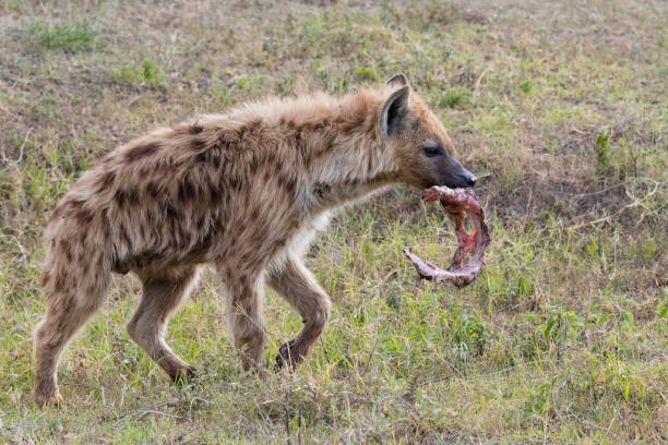 Hyena in Tanzania.