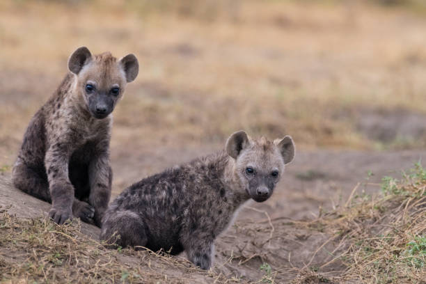 Hyenas, two young animals, in Tanzania.