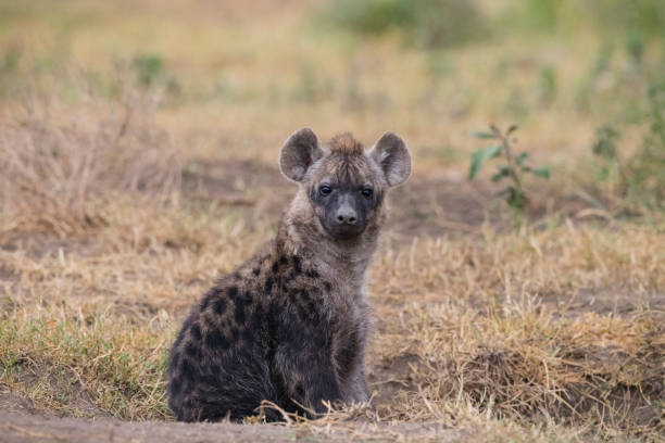 istock Young Hyena, Africa 990557534