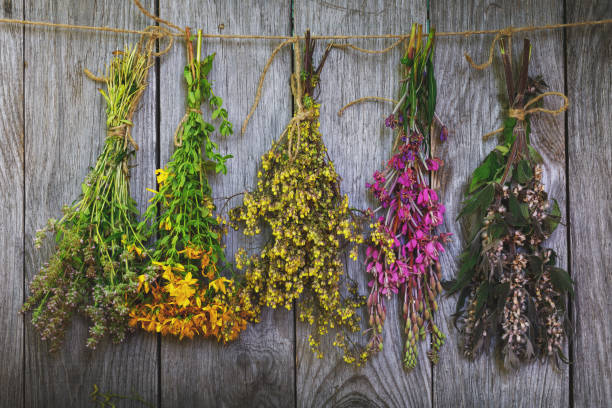 istock Bunch of plants against a tree with healing properties 990557972