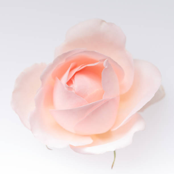 Pink rose blossom isolated on the white background stock photo