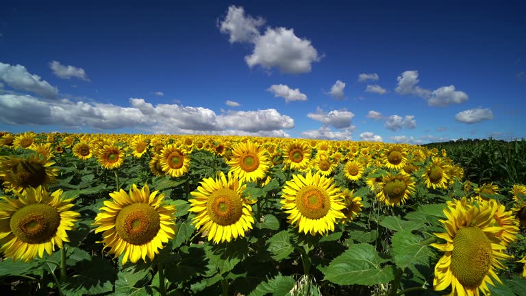 Beautiful Sunflowers With Cumulus Clouds