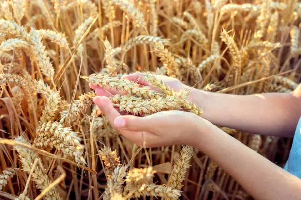 Child holding crop in his hand from a wheat field