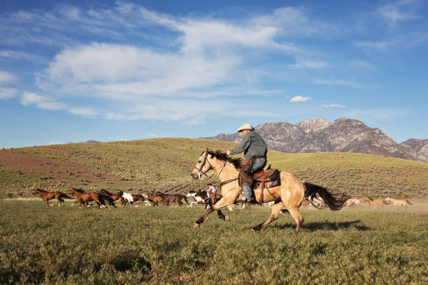 istock Cowboys Rounding Up Horses At Sunset On a Utah Ranch 990577466