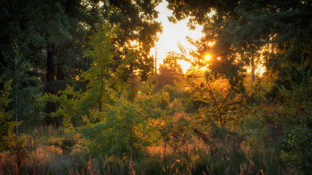 istock High grass on a summer green meadow filled with light 990586156