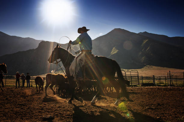 cowboy rounding up steers all'alba in un ranch dello utah - rounding foto e immagini stock