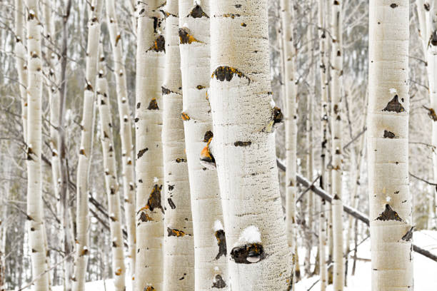 istock Aspen grove close up in winter with some snow 990589660